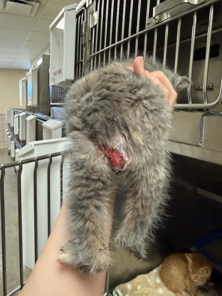 A baby small-sized female Domestic Short Hair cat named Leah for adoption in Bossier City, LA