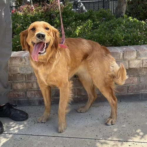 A young medium-sized female Red / Chestnut / Orange Golden Retriever dog named Daisy for adoption in Lathrop, CA