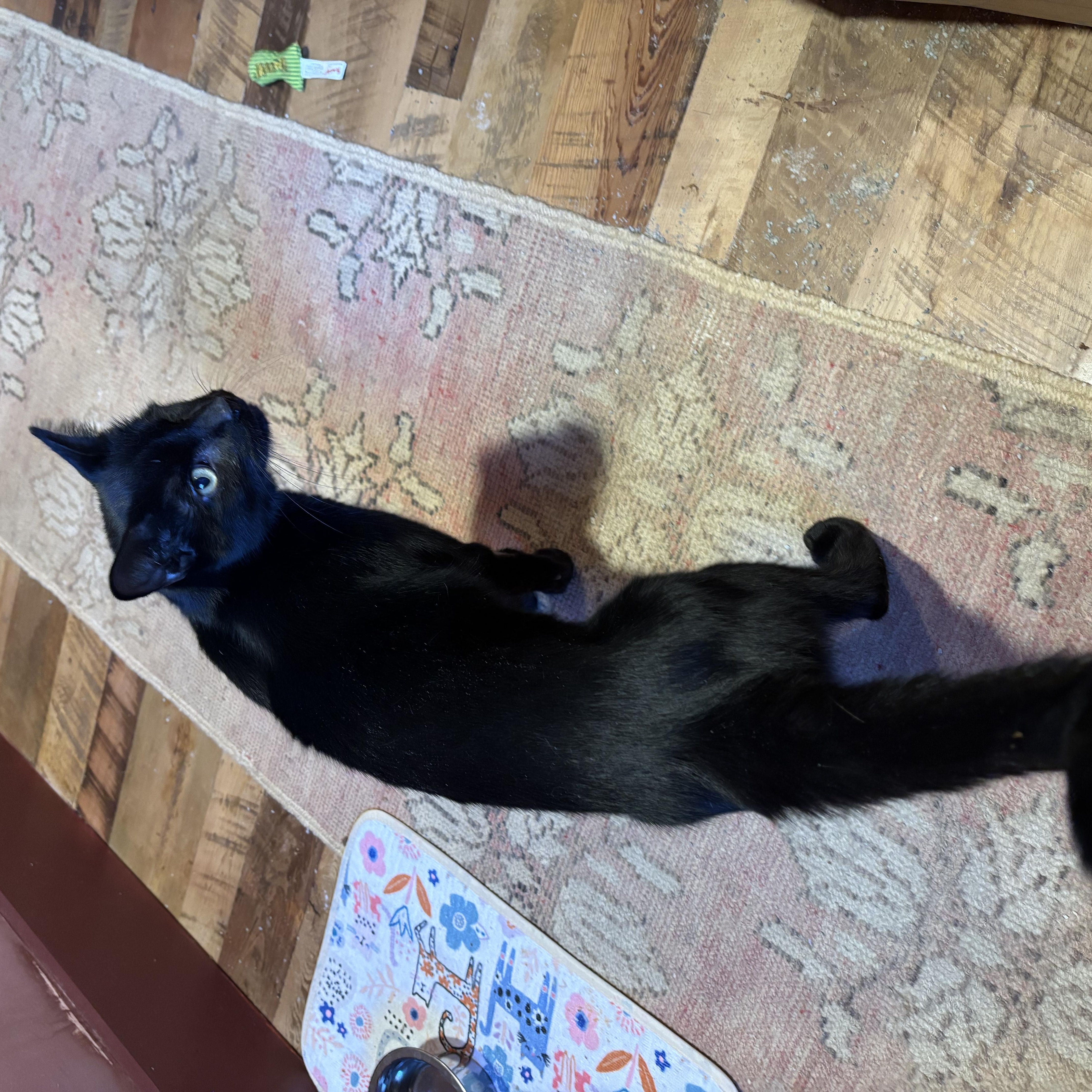A young medium-sized male Black Domestic Short Hair cat named Velvet for adoption in Groveland, MA