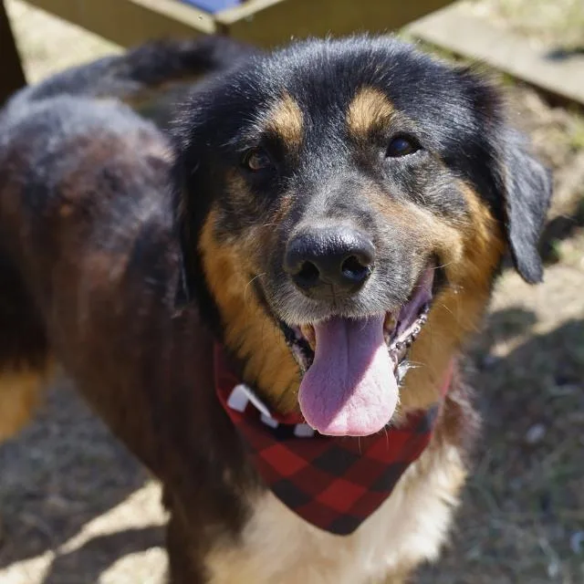A young medium-sized male Black Shepherd dog named Charlie for adoption in Huntington, NY