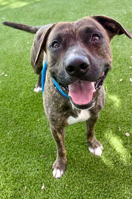 A young medium-sized male Mixed Breed dog named Melrose for adoption in Jacksonville, FL