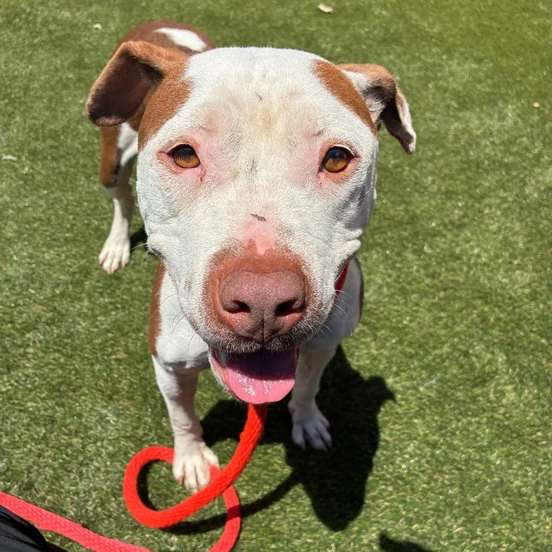An adult medium-sized female Brown / Chocolate Mixed Breed dog named Widow for adoption in Philadelphia, PA