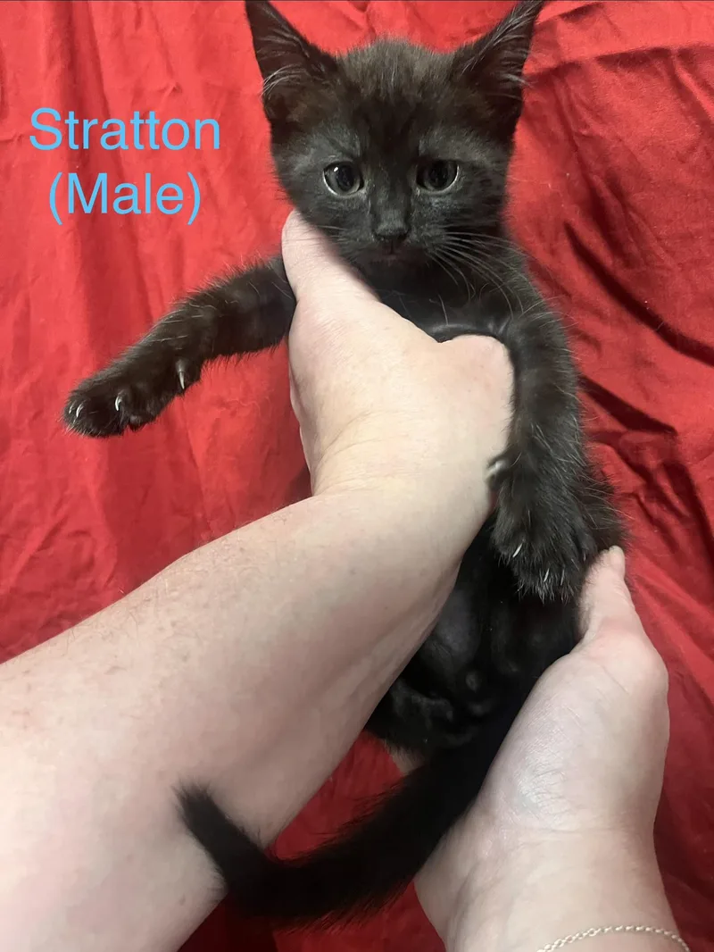 A baby small-sized male Domestic Short Hair cat named Stratton for adoption in Goodlettsville, TN