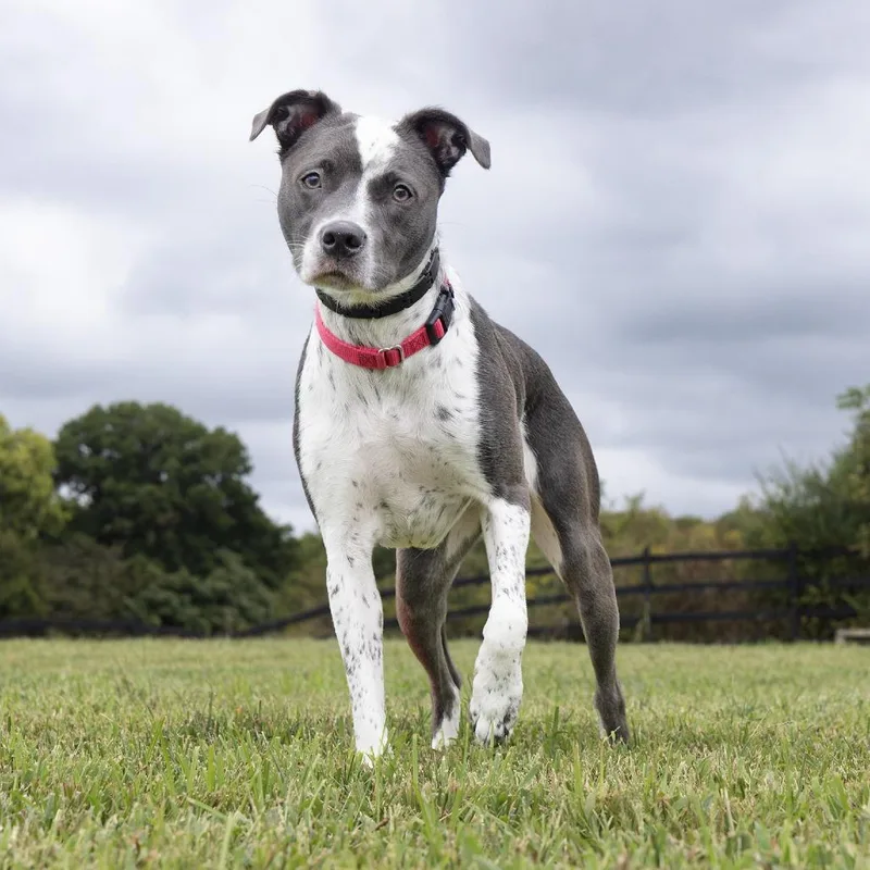 An adult medium-sized female Pit Bull Terrier dog named Wishbone for adoption in Franklin, TN