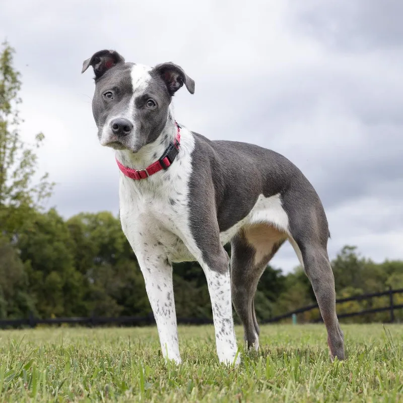 Wishbone thumbnail 2