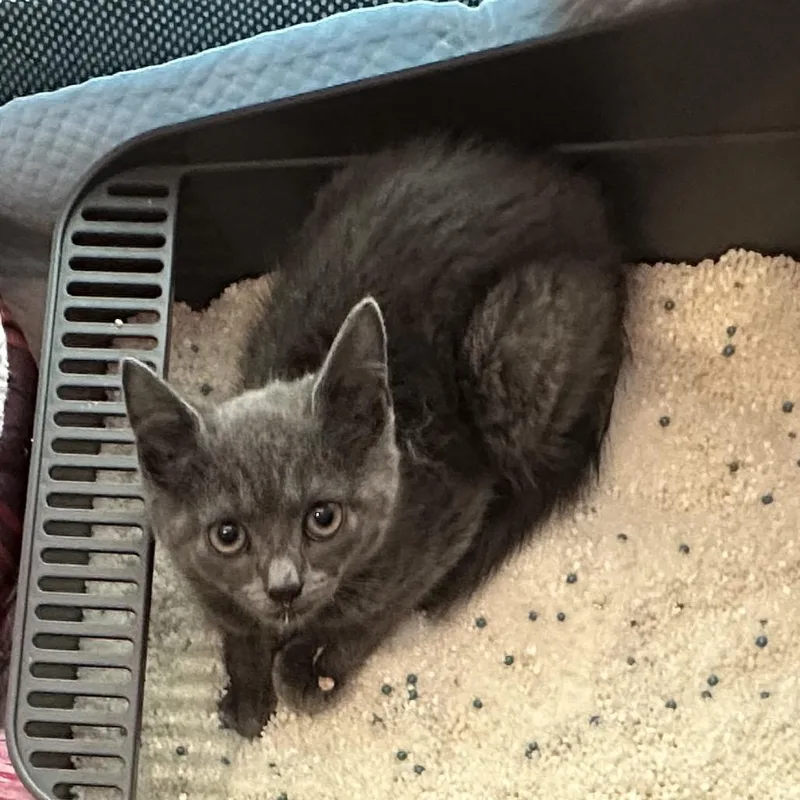 A baby small-sized female Gray / Blue / Silver Domestic Short Hair cat named Raven for adoption in Oakton, VA