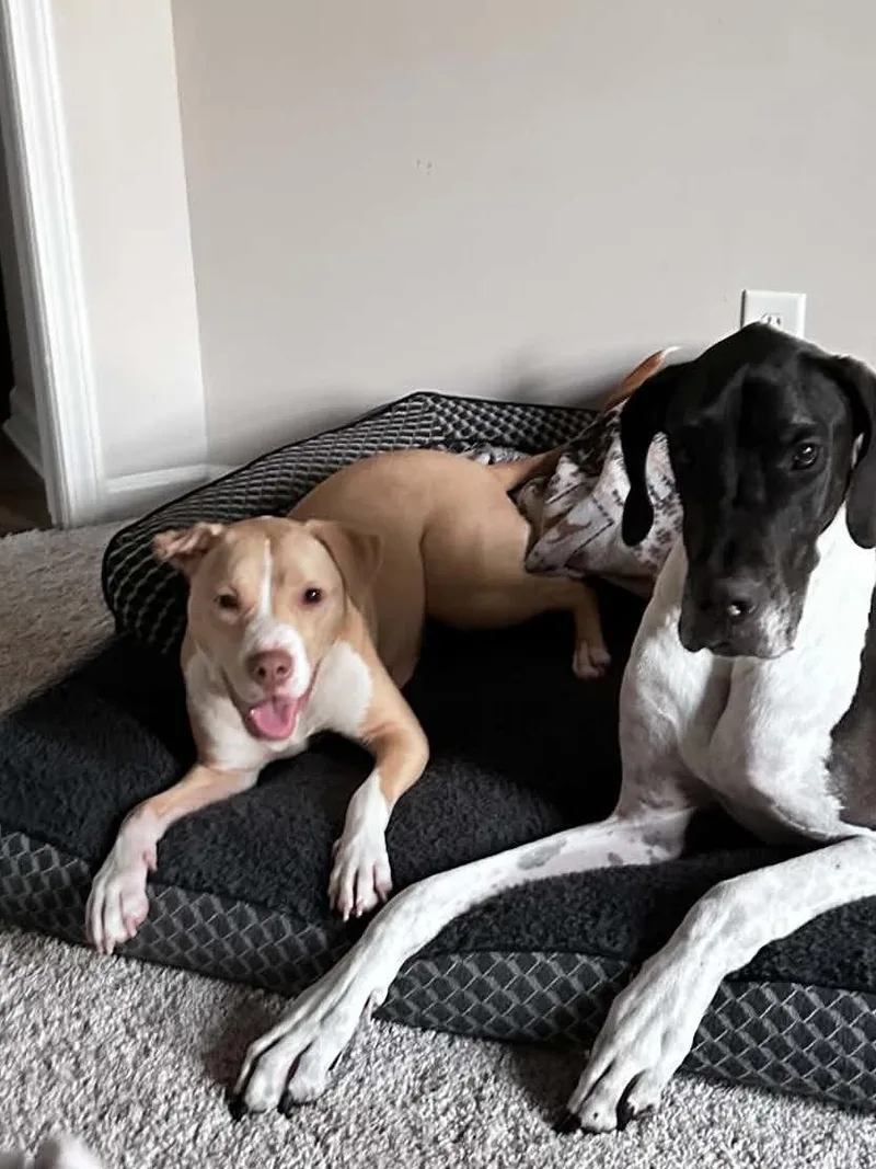 A young medium-sized female American Staffordshire Terrier dog named Senna for adoption in Wantagh, NY