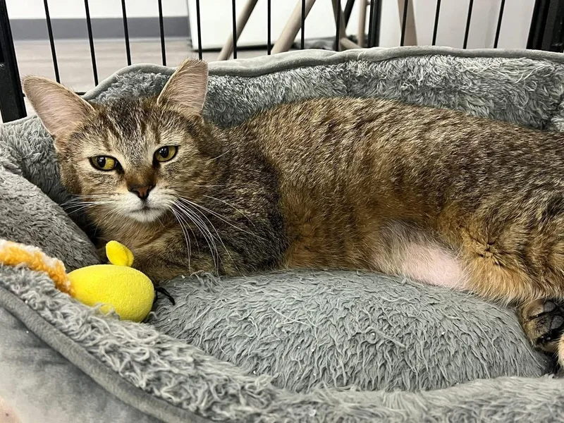 Evermore thumbnail 4