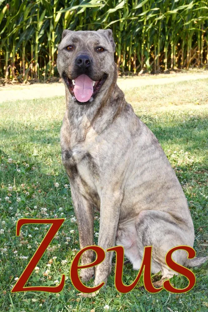 An adult large-sized male Brindle Pit Bull Terrier dog named Zeus Baby for adoption in Evansville, IN