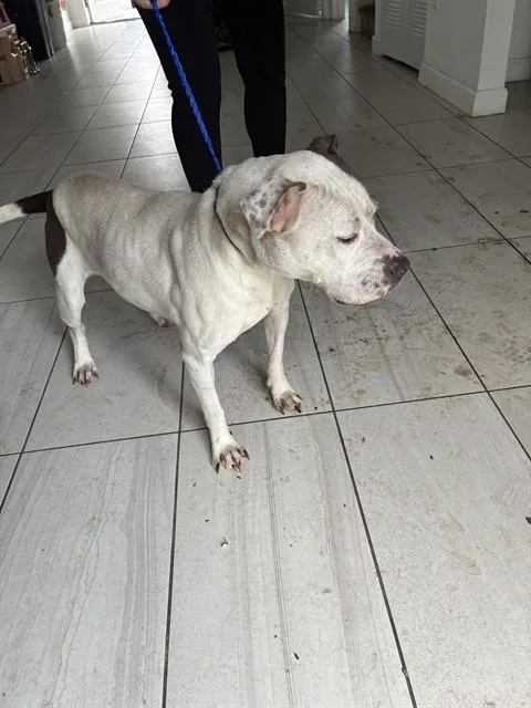 A young medium-sized female American Bulldog dog named Kelly for adoption in Miami, FL