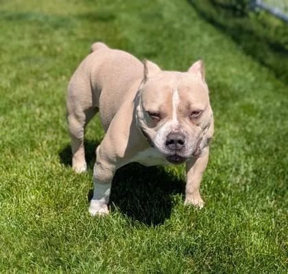 An adult medium-sized male American Bulldog dog named Clyde for adoption in Missoula, MT