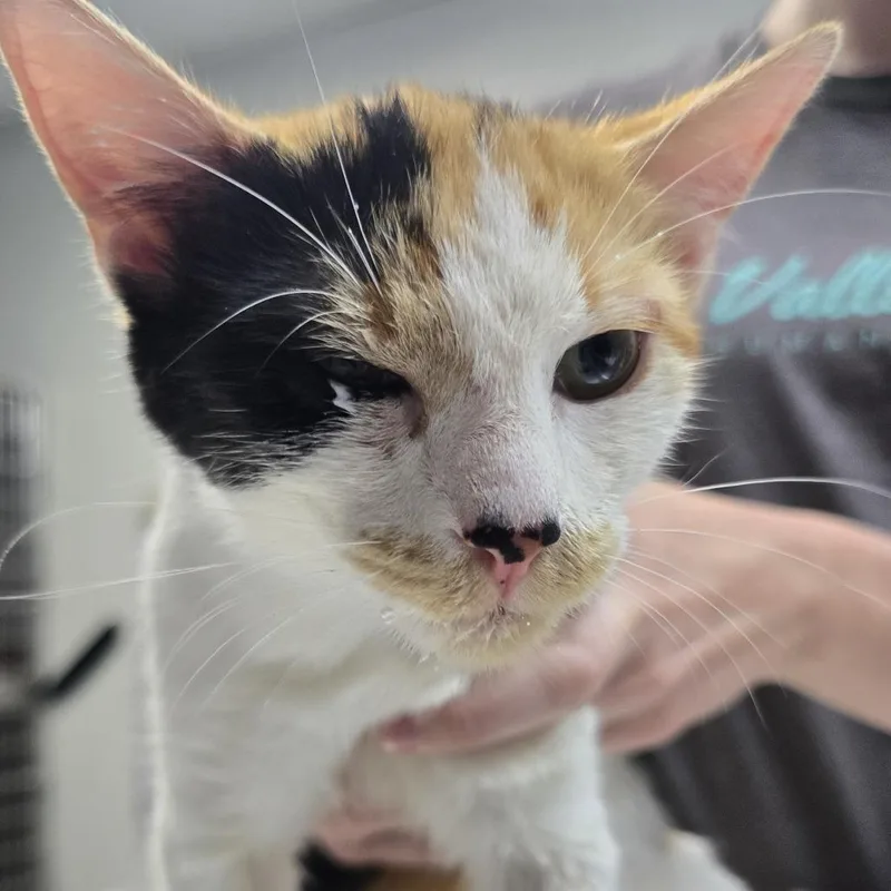 A young medium-sized female Domestic Short Hair cat named Bipi for adoption in Marble, NC