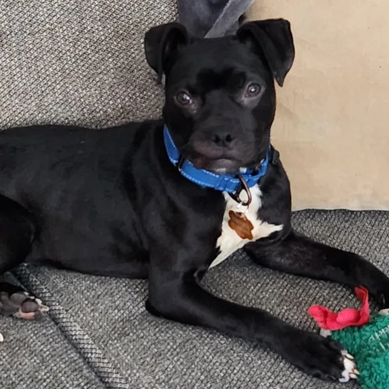 An adult medium-sized female Boxer dog named Kabuki for adoption in Minneapolis, MN