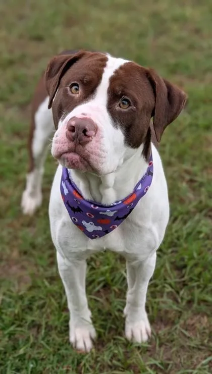 An adult large-sized male Pit Bull Terrier dog named Tucker for adoption in Gulfport, MS