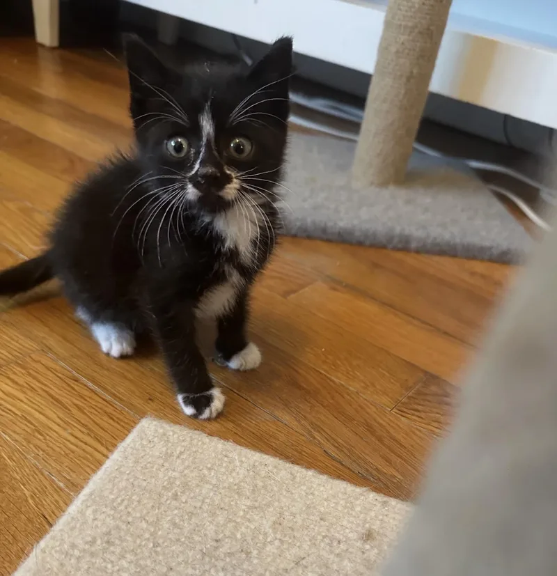 A baby small-sized male Gray / Blue / Silver Domestic Short Hair cat named Mute  Replay and for adoption in Staten Island, NY