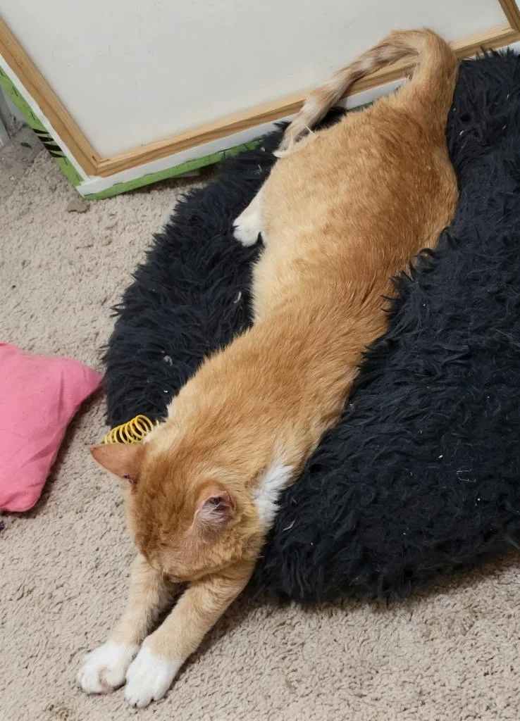 A young medium-sized male Domestic Short Hair cat named Sunny for adoption in Evans, GA