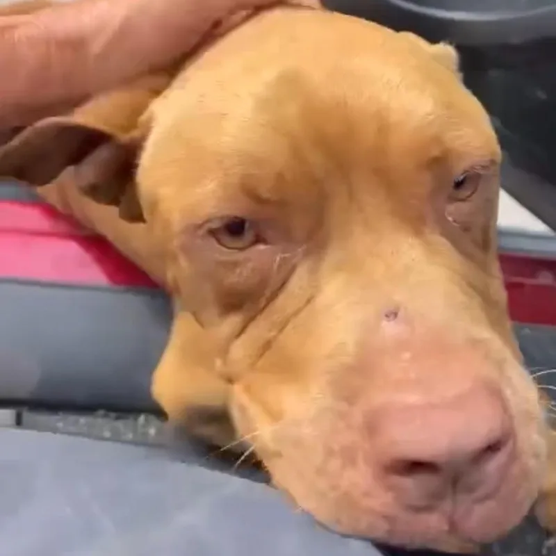 Tail Wagger Champion Essa thumbnail 2