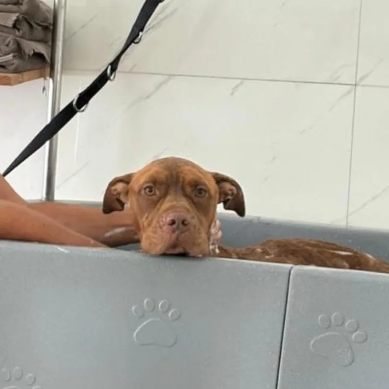 Tail Wagger Champion Essa