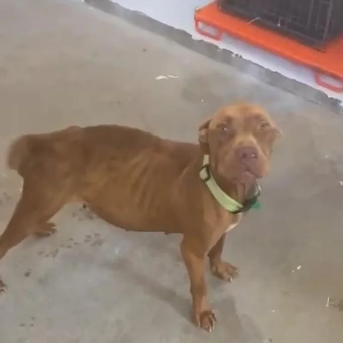 Tail Wagger Champion Essa thumbnail 3