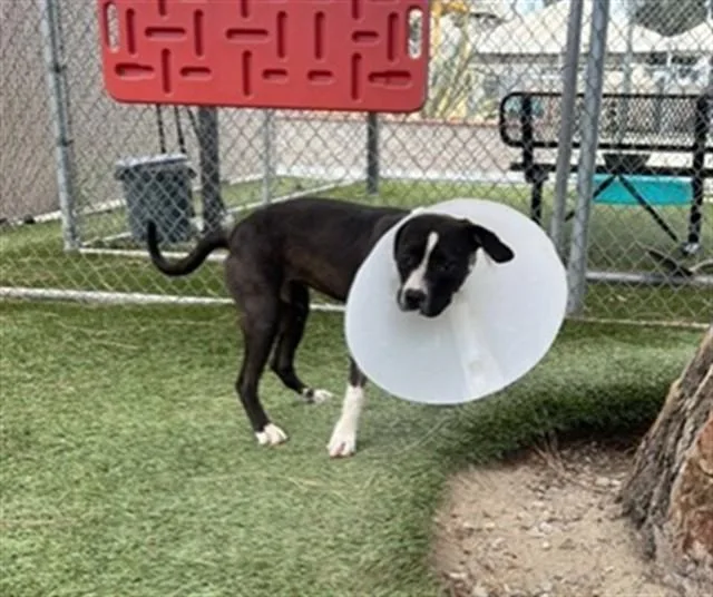 An adult medium-sized female Pit Bull Terrier dog named Daisy for adoption in Downey, CA