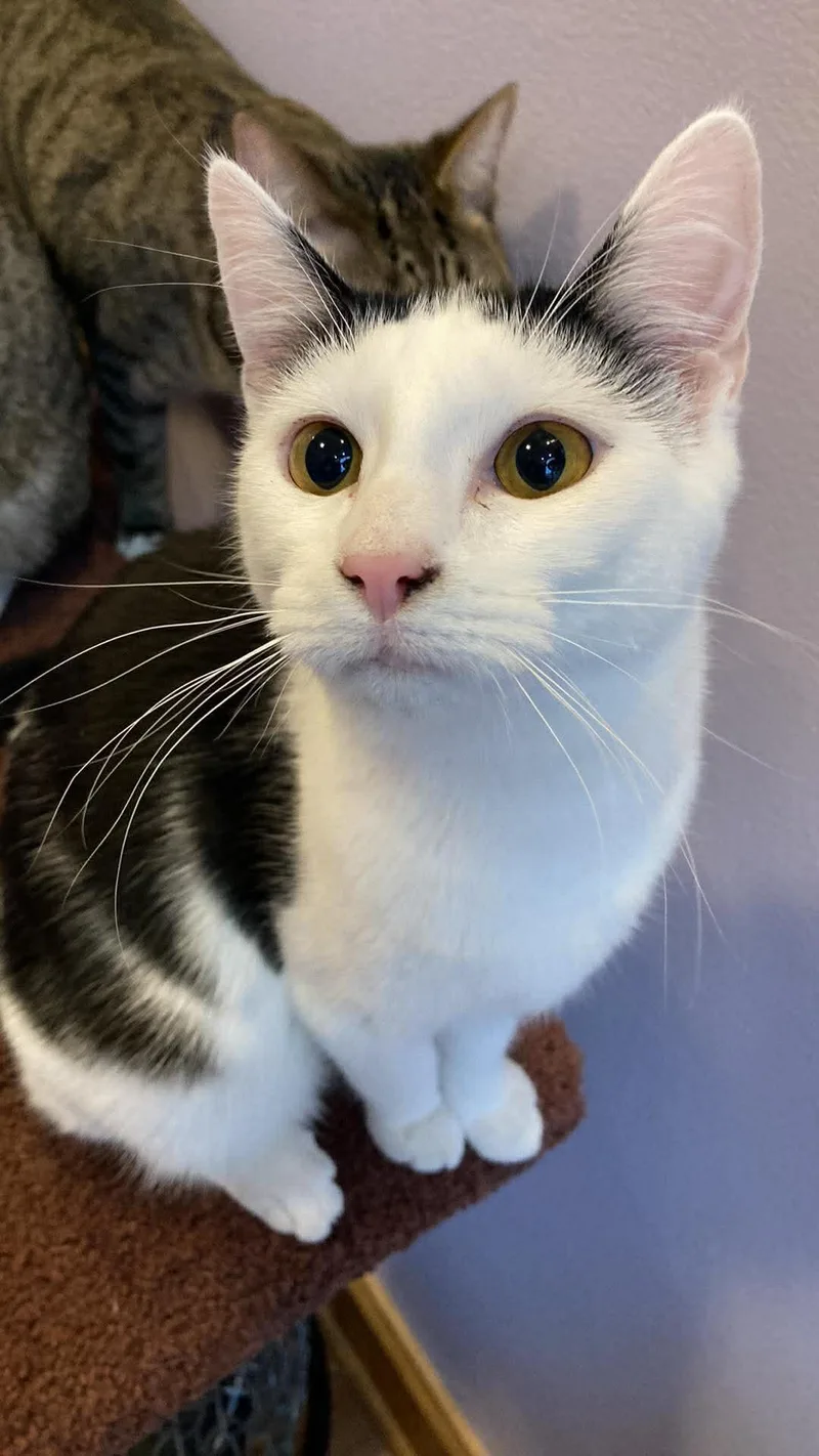 Skullpanda thumbnail 2