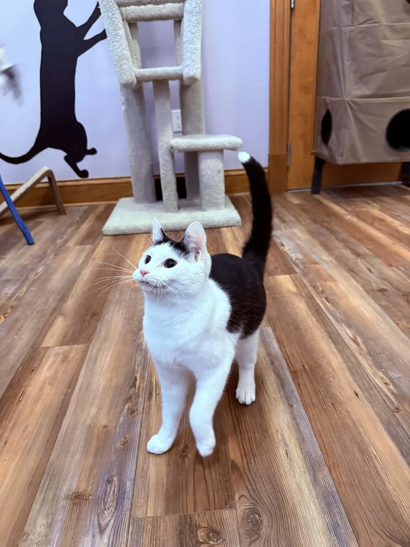 Skullpanda thumbnail 3