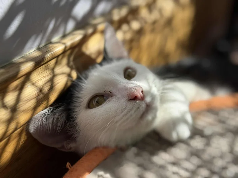 Skullpanda thumbnail 4