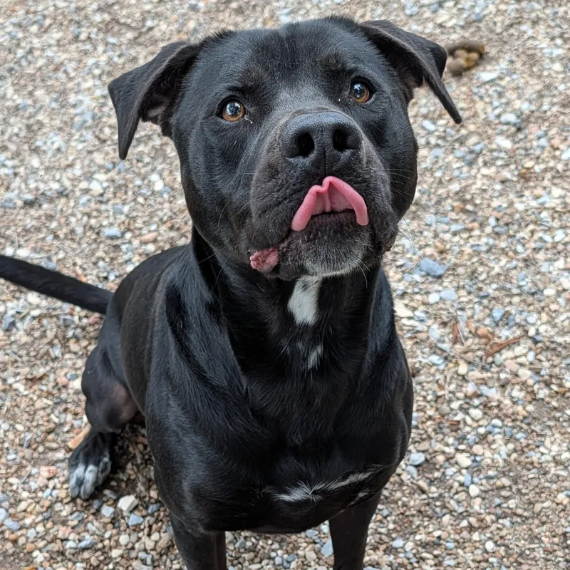 An adult medium-sized male Black Labrador Retriever dog named Heath for adoption in Bella Vista, AR