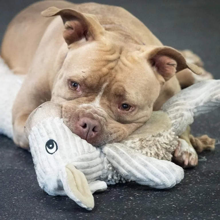 Nala Jean thumbnail 4