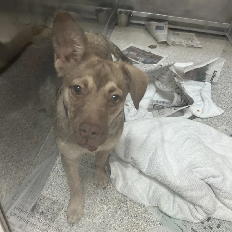 A baby medium-sized female Brown / Chocolate Mixed Breed dog named Maggie for adoption in Point Richmond, CA