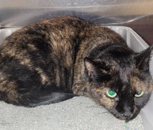 An adult medium-sized female Domestic Short Hair cat named Caramel for adoption in Millersville, MD