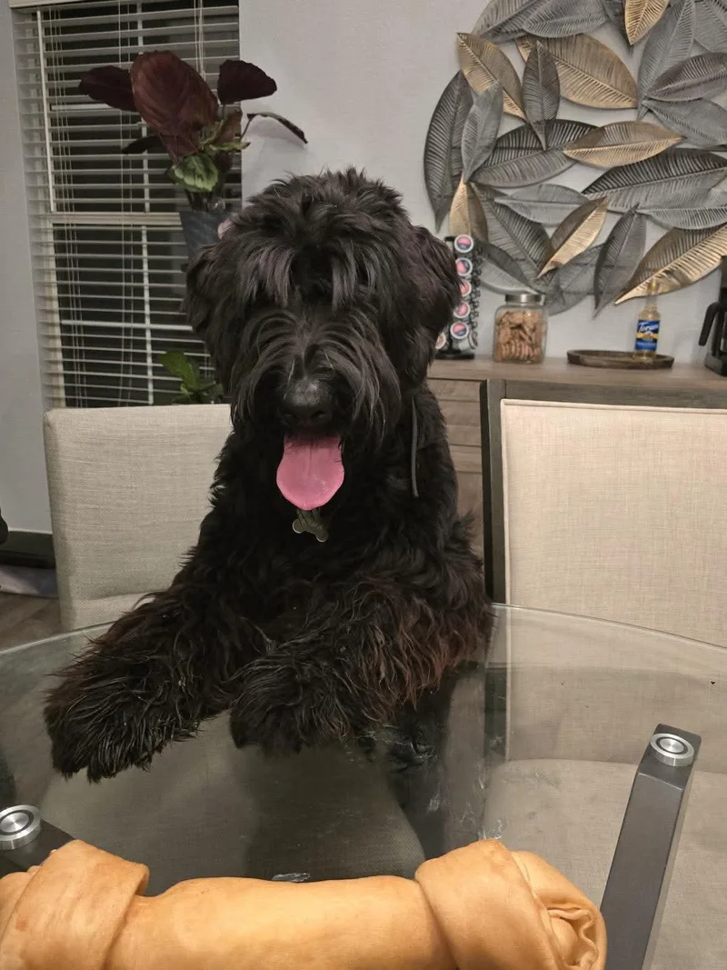 A young extra large-sized female Giant Schnauzer dog named Kuma for adoption in Escondido, CA