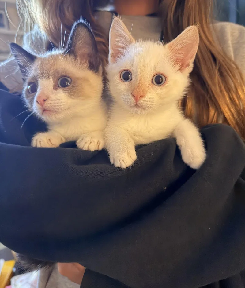 A baby small-sized male Snowshoe cat named Steve and Reggie for adoption in Walnut Creek, CA