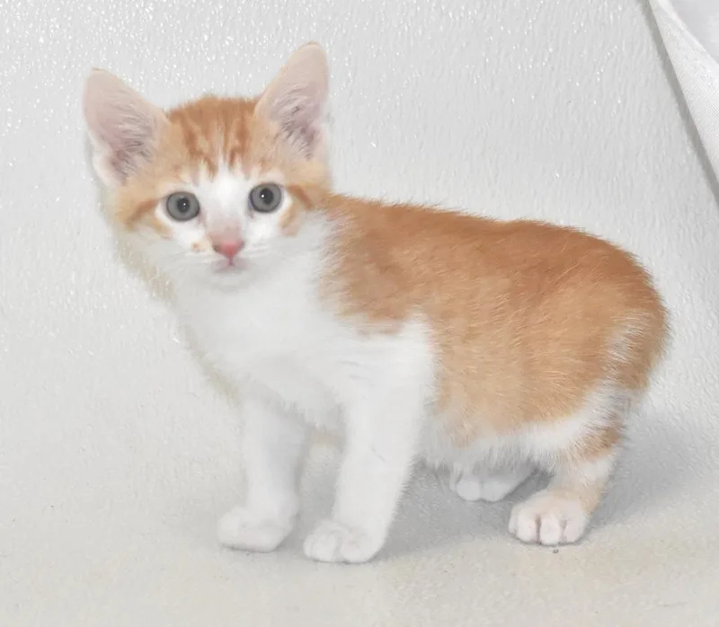 A baby large-sized male Domestic Short Hair cat named Chili Fluff for adoption in Springfield, OH