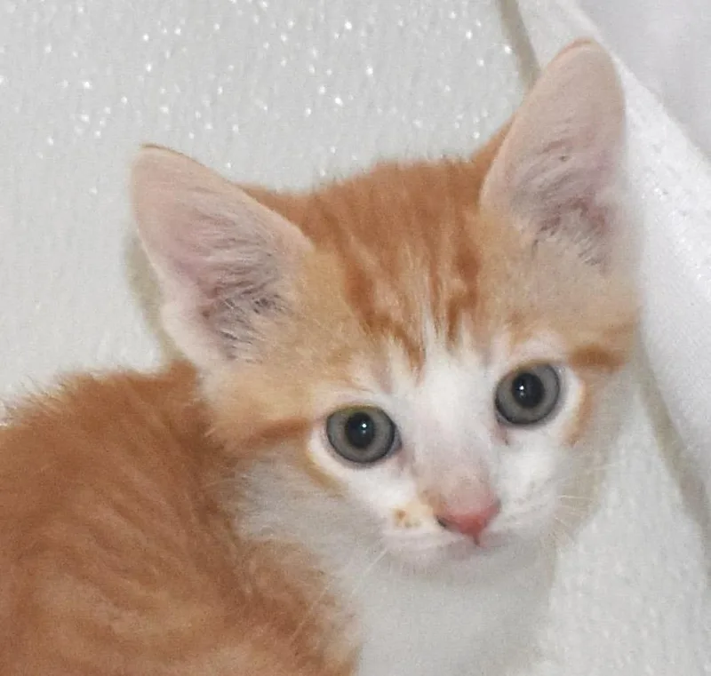 Chili Fluff thumbnail 2