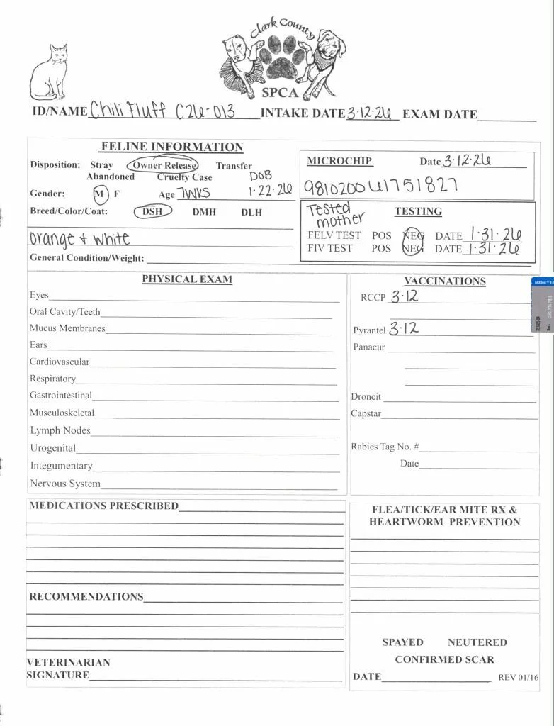 Chili Fluff thumbnail 3