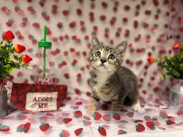 A baby small-sized female Domestic Short Hair cat named Miss Molly for adoption in Fairfield, CA