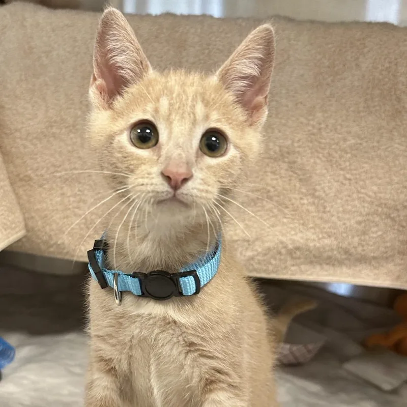 A baby small-sized male Buff / Tan / Fawn Domestic Short Hair cat named Dukes for adoption in Franklin, TN