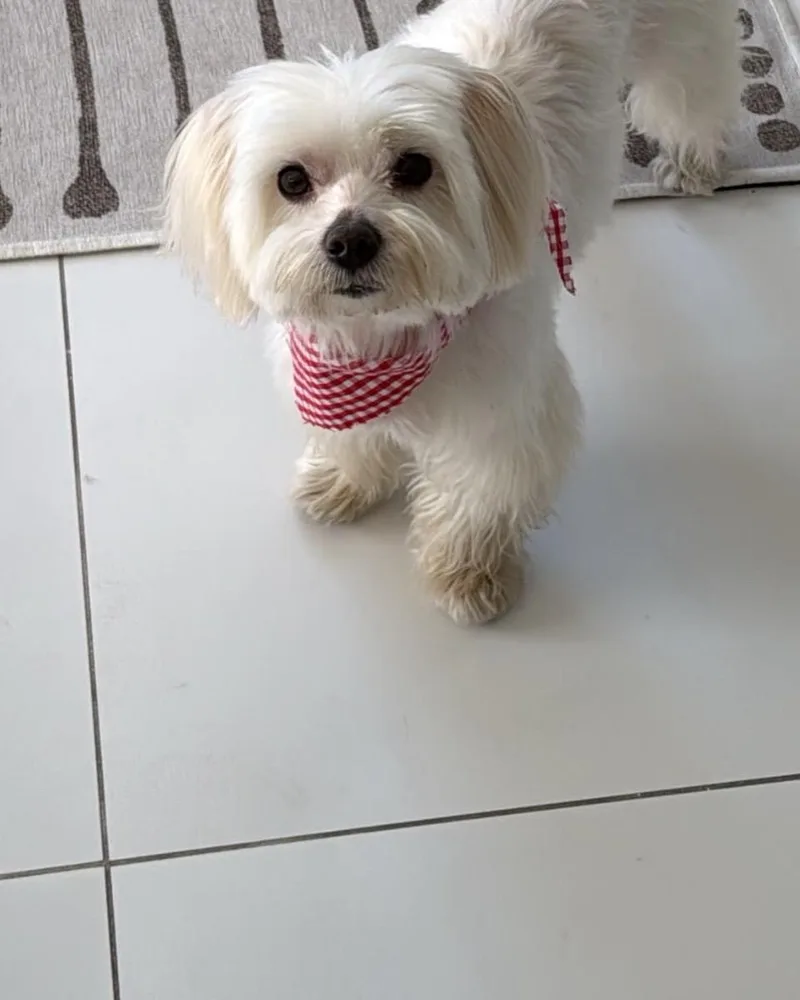 Frankie
