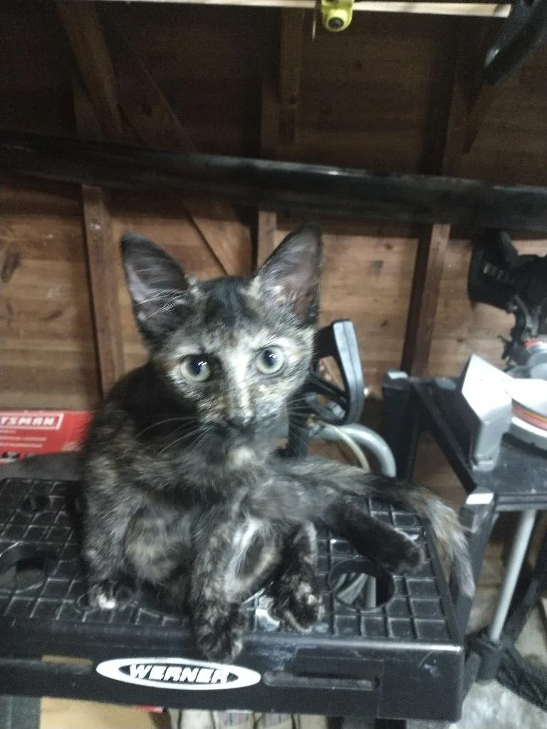 A baby medium-sized female Domestic Short Hair cat named Little Rosie for adoption in San Antonio, TX