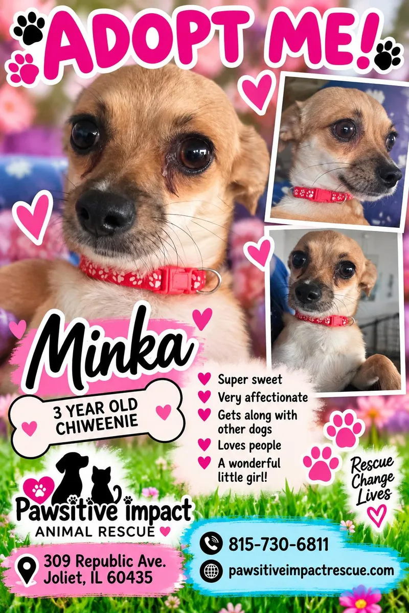 An adult small-sized female Apricot / Beige Chiweenie dog named Minka for adoption in Joliet, IL
