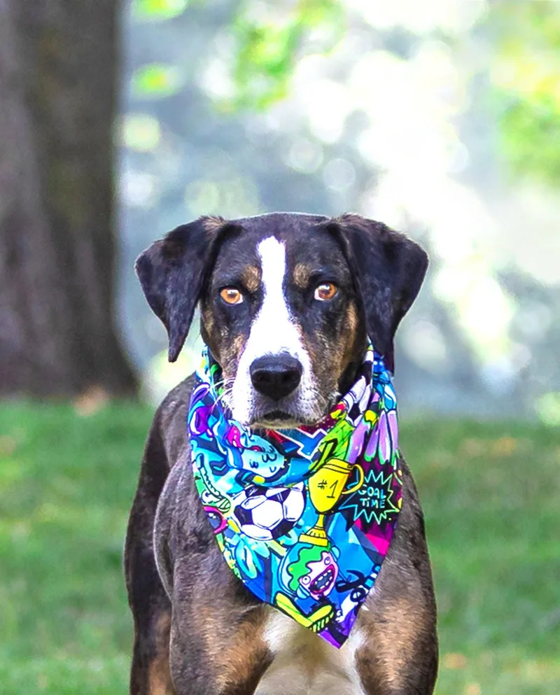 A young medium-sized male Catahoula Leopard Dog dog named Luca for adoption in Coatesville, PA