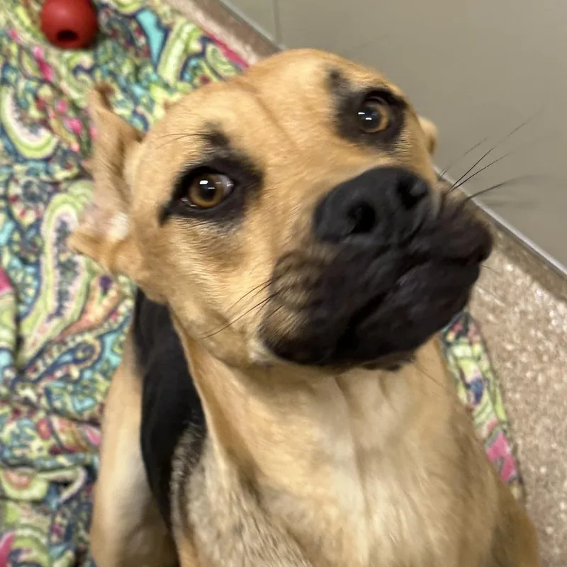 An adult medium-sized female Yellow / Tan / Blond / Fawn Mixed Breed dog named Flo for adoption in Sonoma, CA