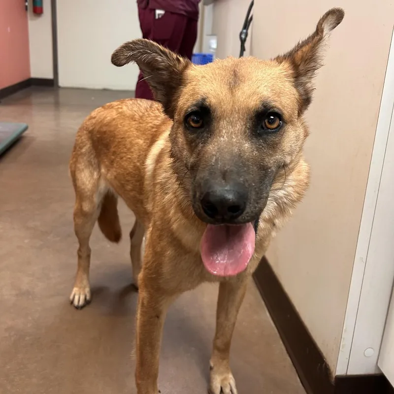 An adult medium-sized female German Shepherd Dog dog named Fuzzy for adoption in Flagstaff, AZ