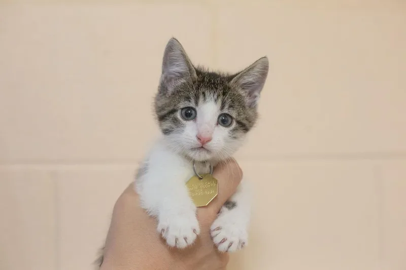 A baby small-sized male Domestic Short Hair cat named Salt for adoption in Mountain Home, AR
