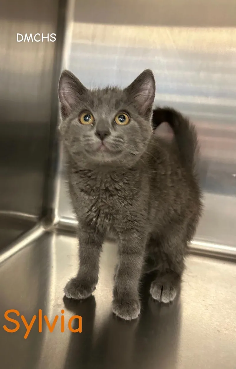 A baby small-sized female Gray / Blue / Silver Domestic Short Hair cat named Sylvia for adoption in Burlington, IA