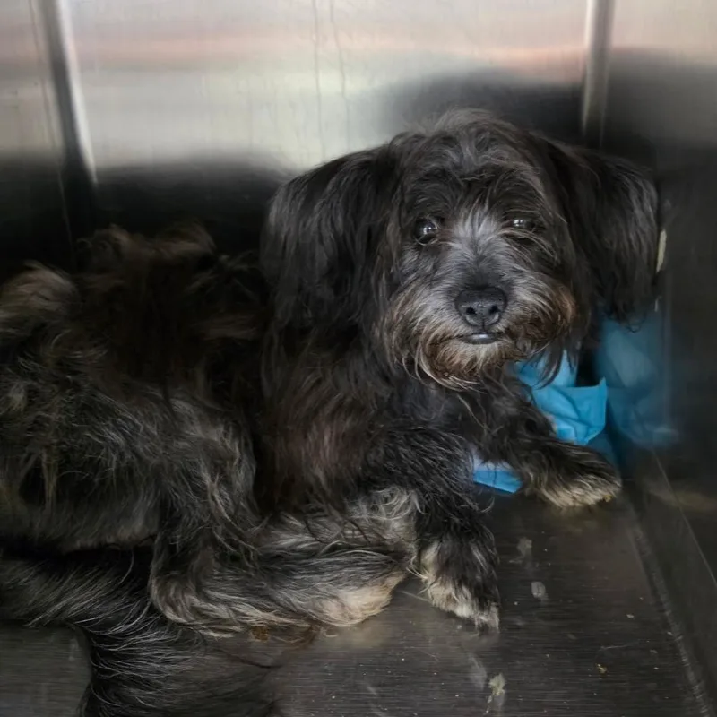 A young small-sized male Gray / Blue / Silver Shih Tzu dog named Colter Wayne for adoption in Houston, TX