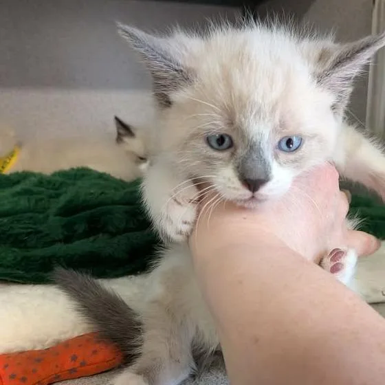 A baby small-sized male Cream / Ivory Domestic Short Hair cat named Cheddar for adoption in Greenville, PA