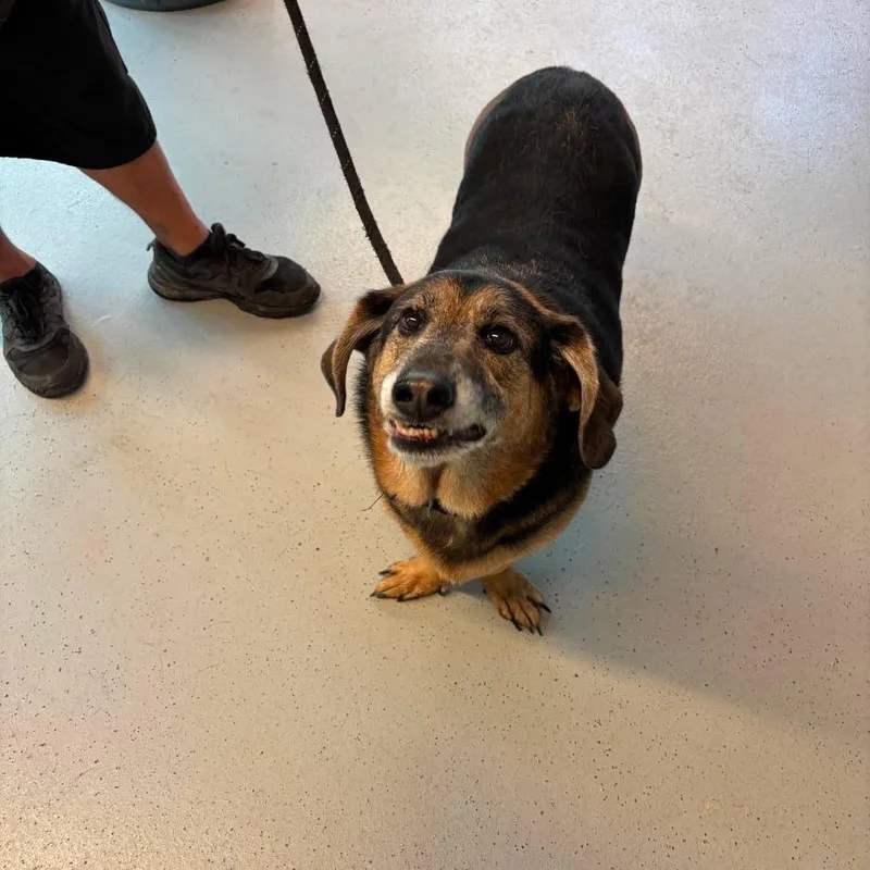 A senior large-sized male Black Mixed Breed dog named Dime Stray Hold for adoption in Huntington, WV