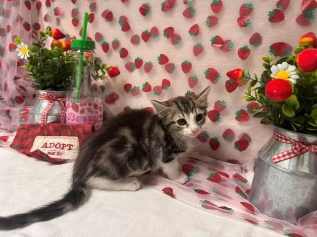 A baby small-sized female Domestic Medium Hair cat named Coral for adoption in Fairfield, CA